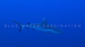 1582_Grey reef shark swimming in blue