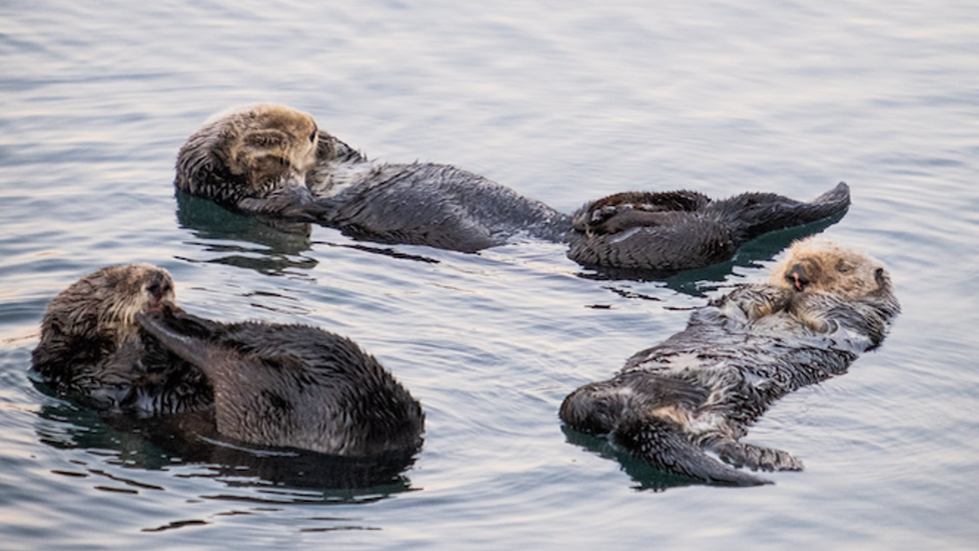 For the Love of Sea Otters