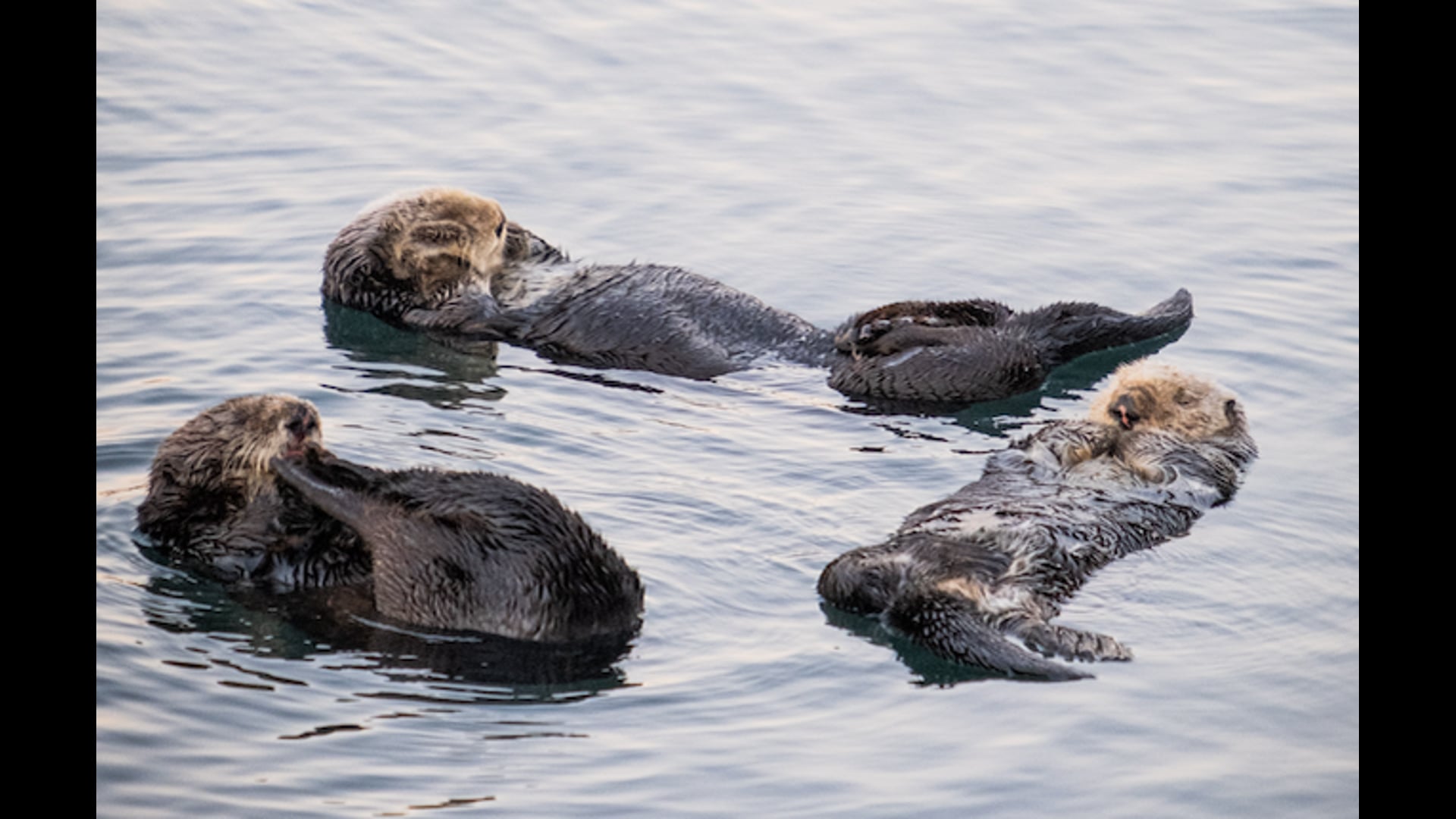 For the Love of Sea Otters