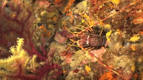 2111_mediterranean lobster on coral reef