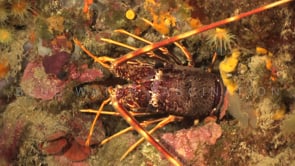 2113_mediterranean lobster close up