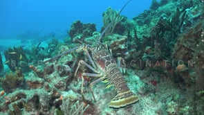 1473_Lobster walking over coral reef