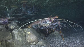 1658_Lobster walking in cave