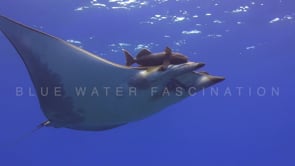 0277_Mobula ray from underneath