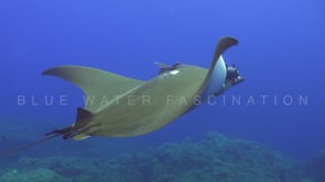 0279_Mobula ray from top