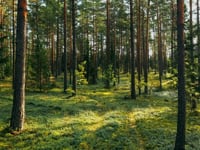 Geleceğimiz Ormanlarımızda