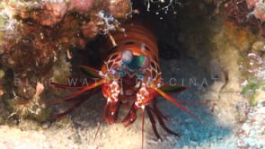 0794_Mantis shrimp close up cleaning