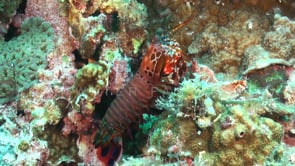 0796_Mantis shrimp standing on coral reef