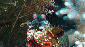 0798_Mantis shrimp on white soft coral close up