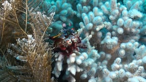 0797_Mantis shrimp on white soft coral