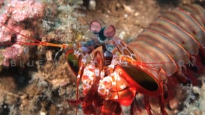 0799_Mantis shrimp moving feet