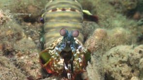 0114_Mantis shrimp