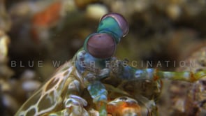 0829_Mantis shrimp close up eyes