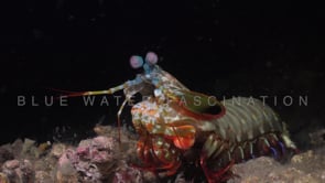 0116_Mantis shrimp at night