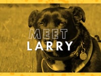Little Larry Video