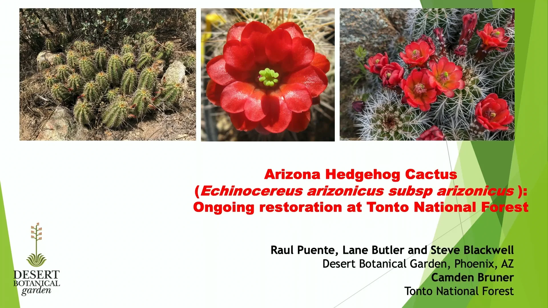 Arizona hedgehog cactus (Echinocereus arizonicus subsp. arizonicus) ongoing  restoration efforts on Tonto National Forest