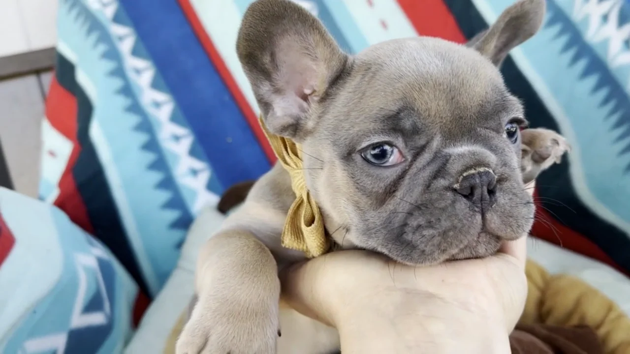 French bulldog hot sale blue sable