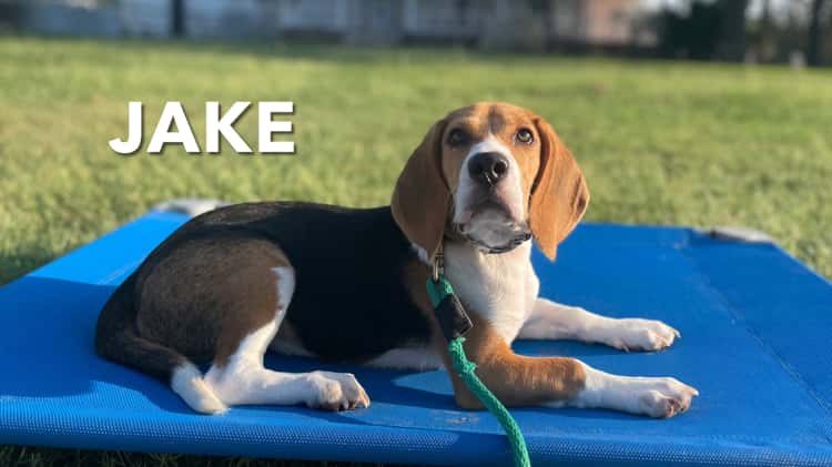 Beagle Jake On and Off Leash