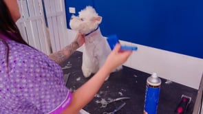 Microbite 2 - Show dogs head