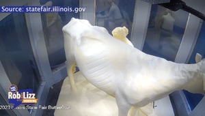 800 Pounds Butter Cow