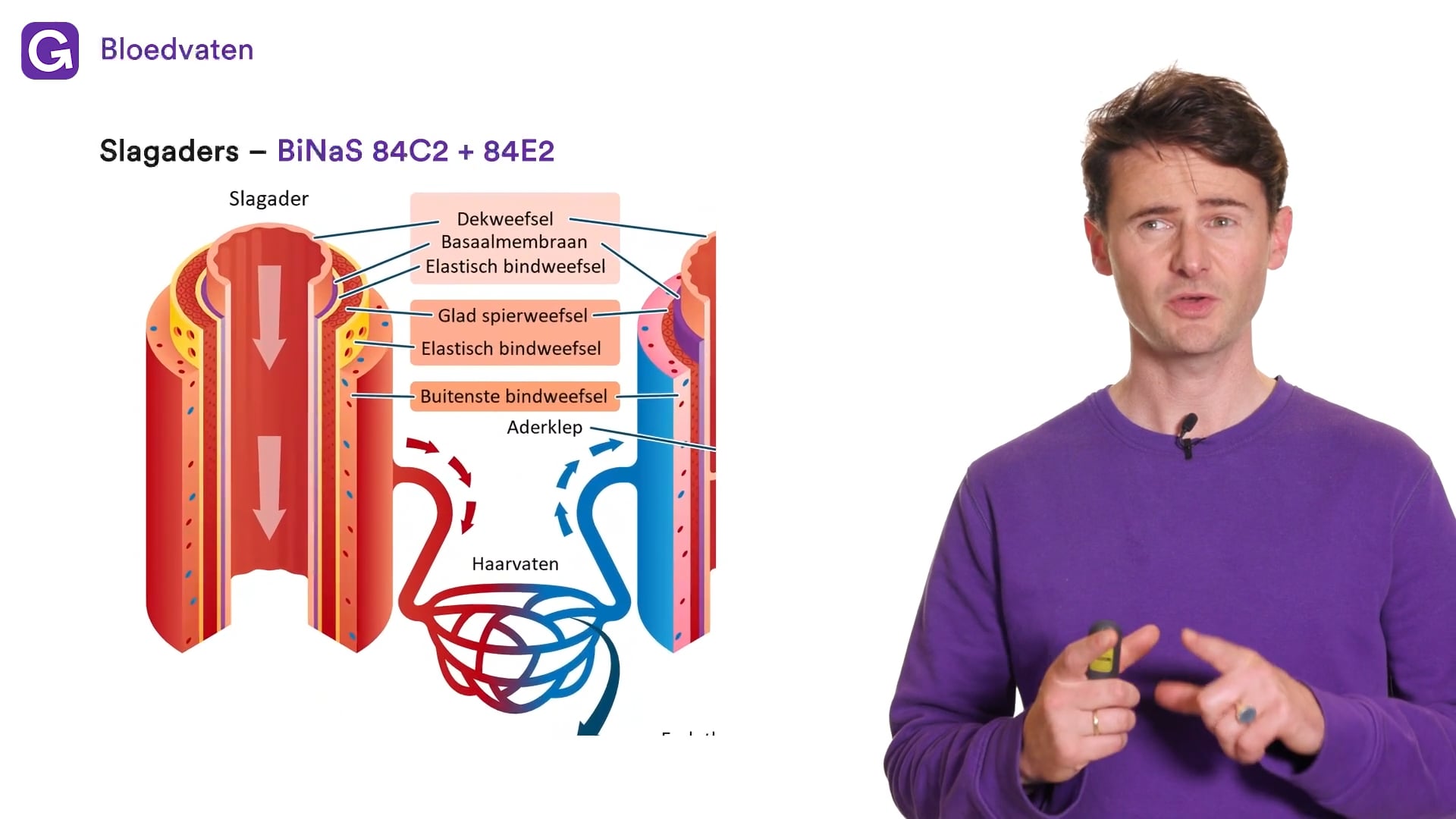 Bloedvaten oefenen | StudyGo, image size:1920x1080