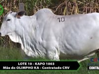 Lote 10