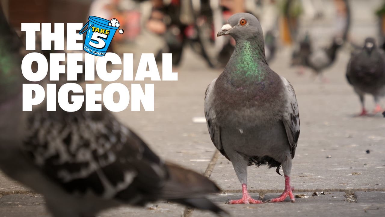 Thumbnail for Take 5 Carwash - Official Pigeon (Press Film) project