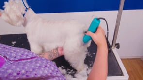 Blending with a Short Blade (on a Westie)