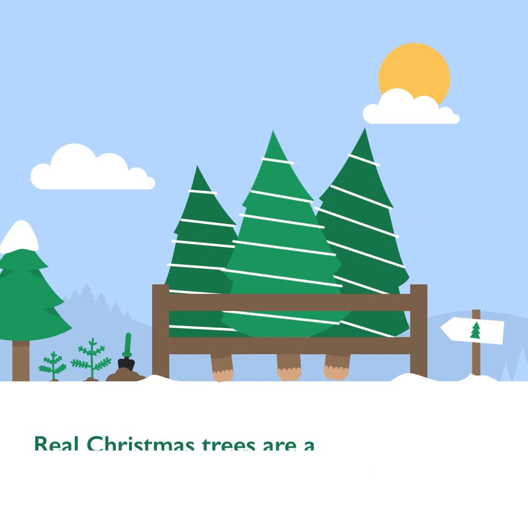 BCTGA Caring for your real Christmas tree on Vimeo