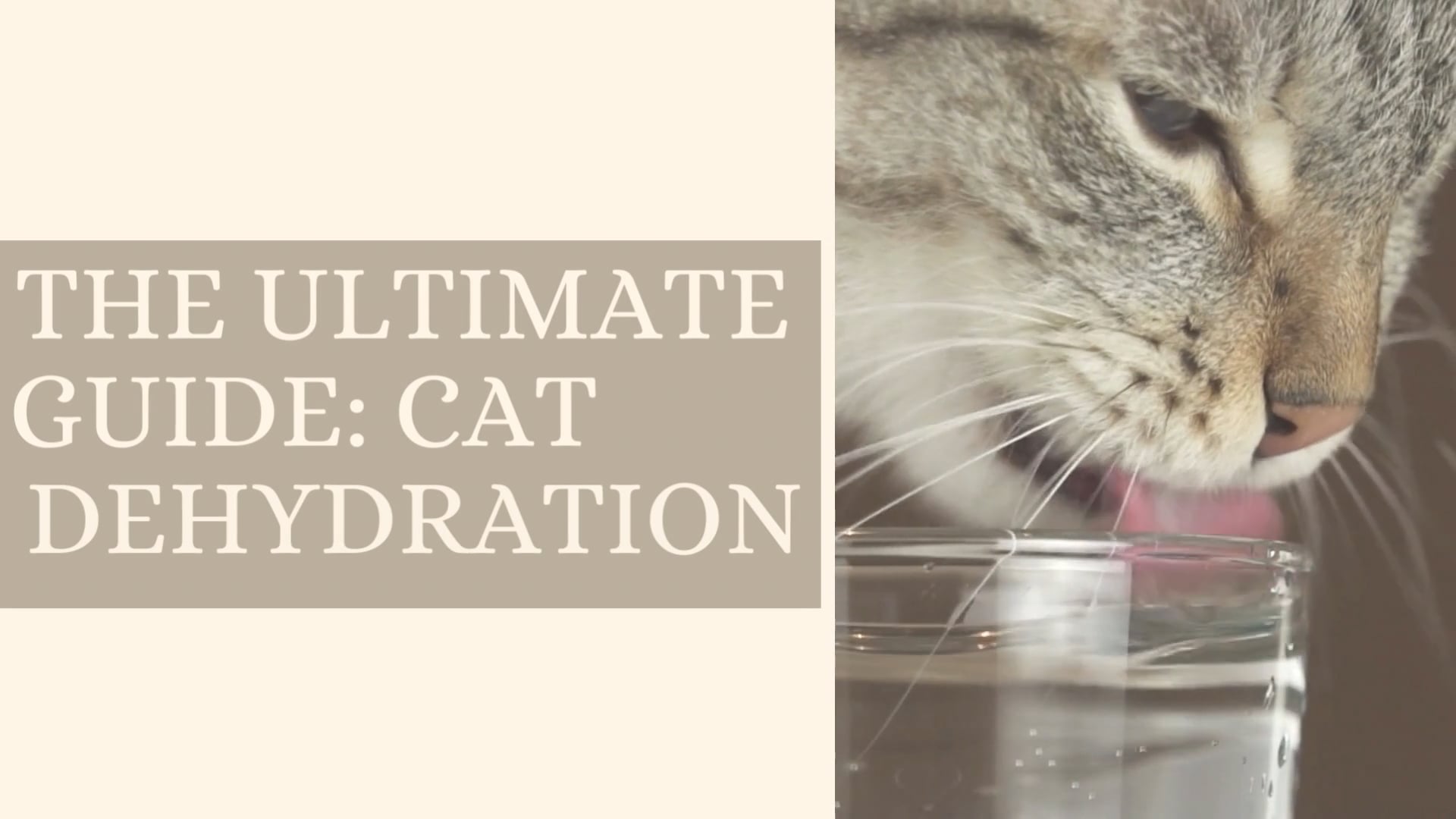 The Ultimate Guide Cat Dehydration on Vimeo