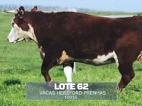 Lote 62