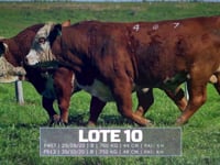 Lote 10