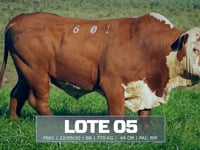 Lote 05