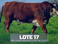 Lote 17