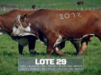 Lote 29