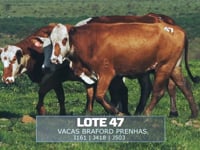 Lote 47