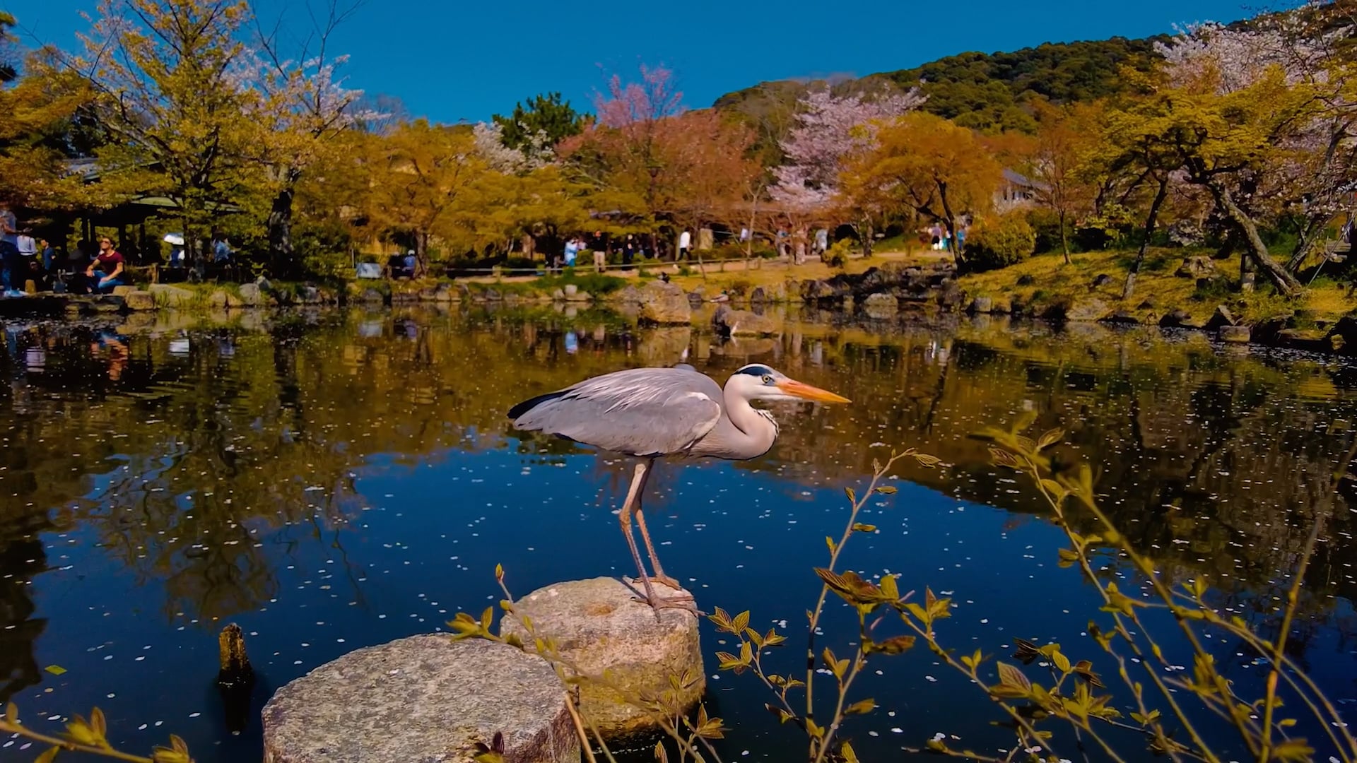 NOMADslowTV FAST ad - Japan Birds