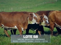 Lote 58