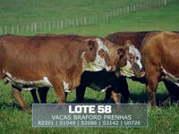 Lote 58