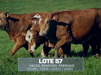Lote 57