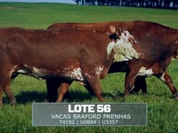 Lote 56