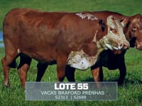 Lote 55