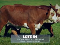 Lote 54