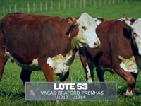 Lote 53