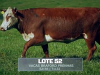 Lote 52
