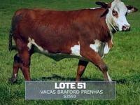 Lote 51