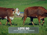 Lote 50