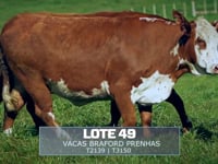 Lote 49