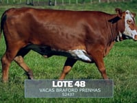 Lote 48