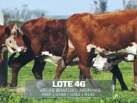 Lote 46